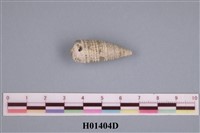 藏品(栓螺)的圖片